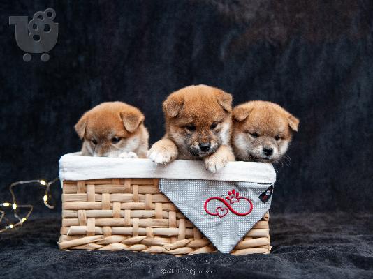 PoulaTo: Shiba inu κουτάβια